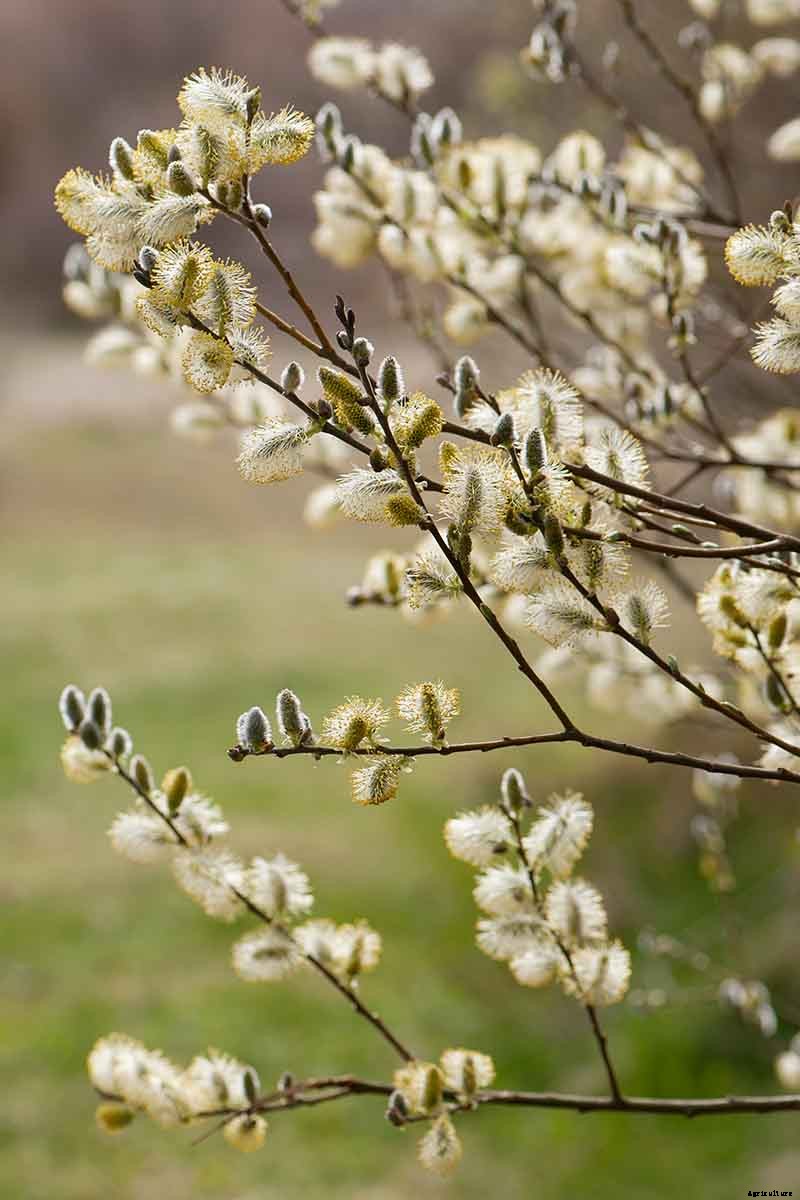 25 of the Best Early Spring Blooming Flowers