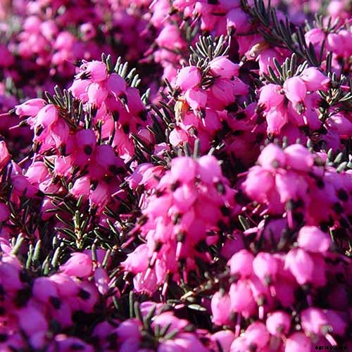 25 of the Best Early Spring Blooming Flowers