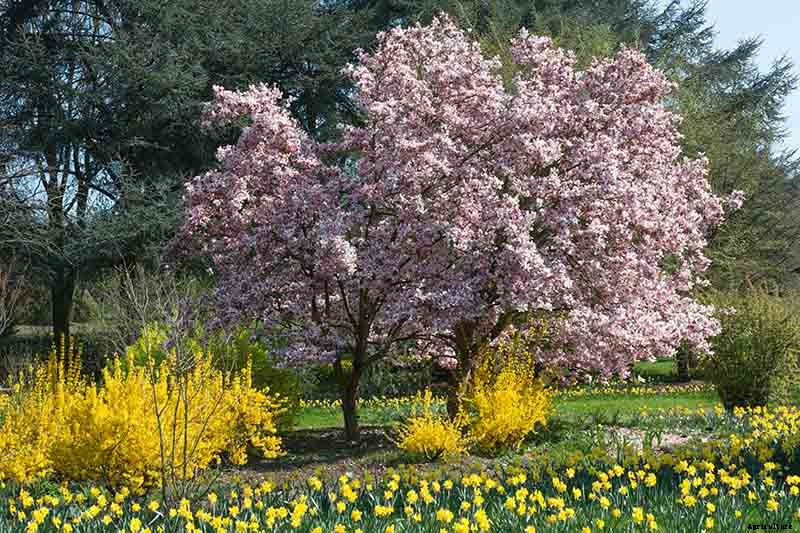 25 of the Best Early Spring Blooming Flowers