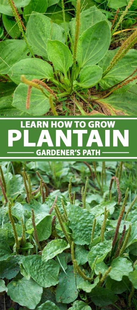 How to Plant and Grow Plantain, A Culinary and Medicinal Herb