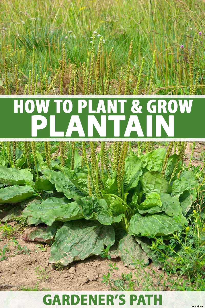 How to Plant and Grow Plantain, A Culinary and Medicinal Herb