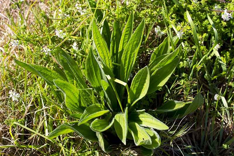 How to Plant and Grow Plantain, A Culinary and Medicinal Herb