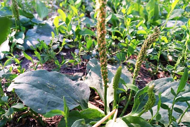 How to Plant and Grow Plantain, A Culinary and Medicinal Herb