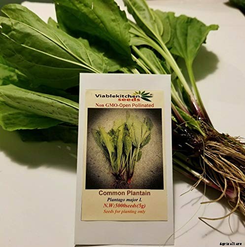 How to Plant and Grow Plantain, A Culinary and Medicinal Herb