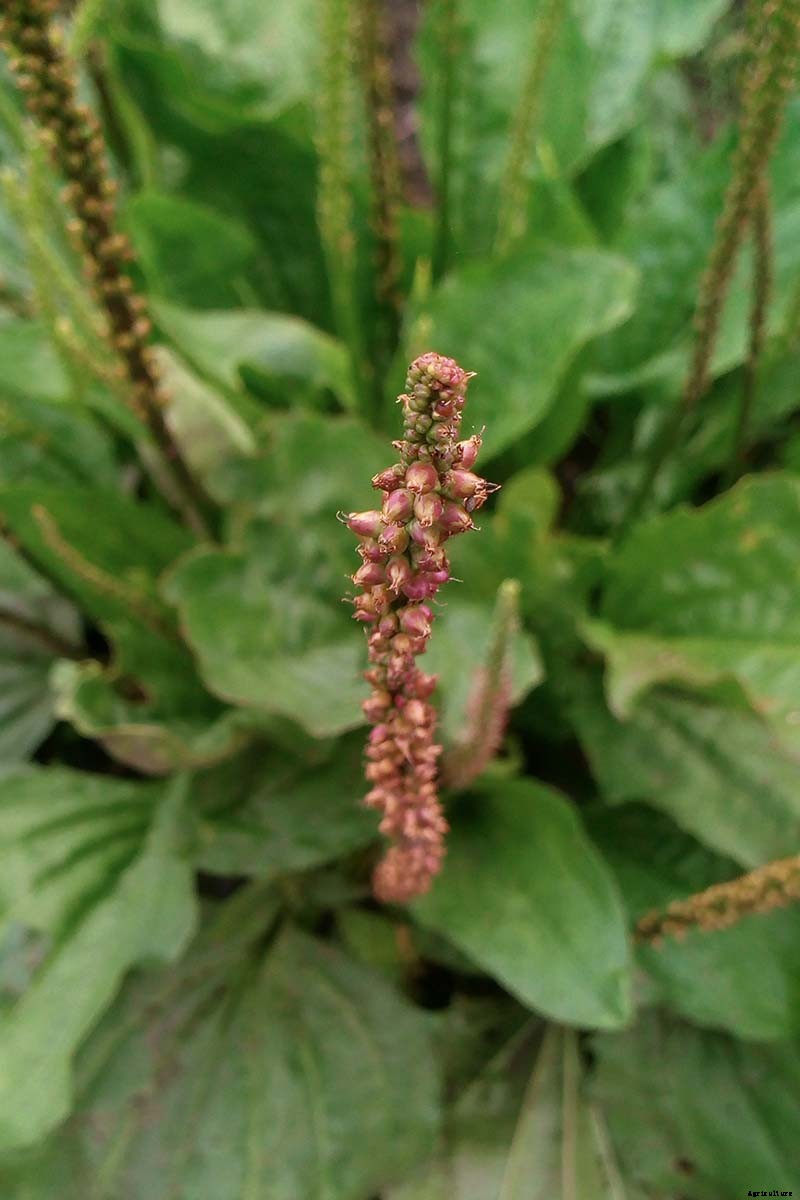 How to Plant and Grow Plantain, A Culinary and Medicinal Herb