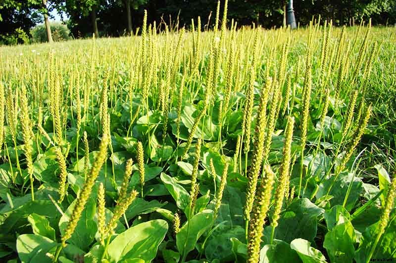 How to Plant and Grow Plantain, A Culinary and Medicinal Herb