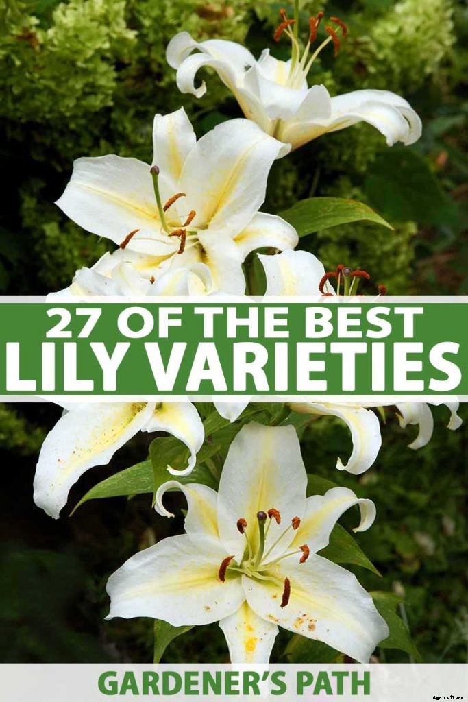 27 of the Best Lily Varieties with a Guide to Divisions