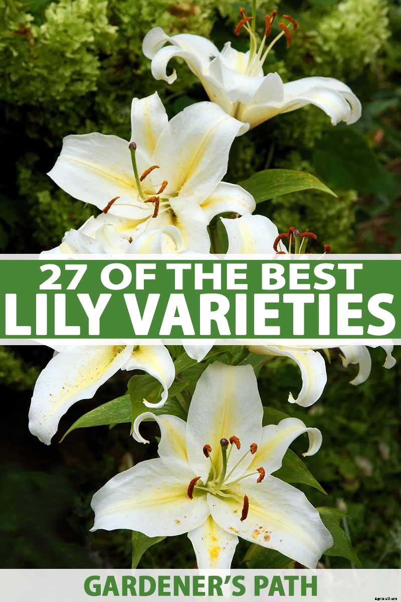 27 of the Best Lily Varieties with a Guide to Divisions