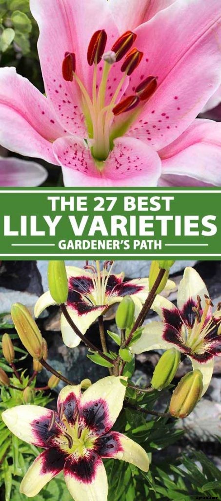 27 of the Best Lily Varieties with a Guide to Divisions