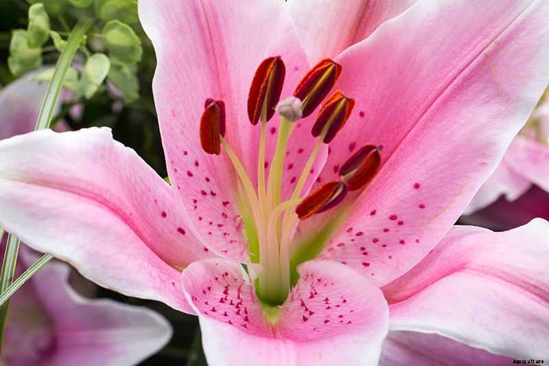 27 of the Best Lily Varieties with a Guide to Divisions