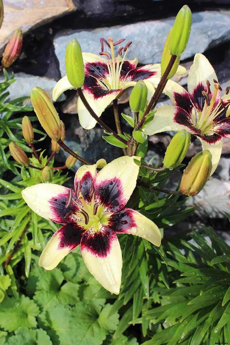 27 of the Best Lily Varieties with a Guide to Divisions