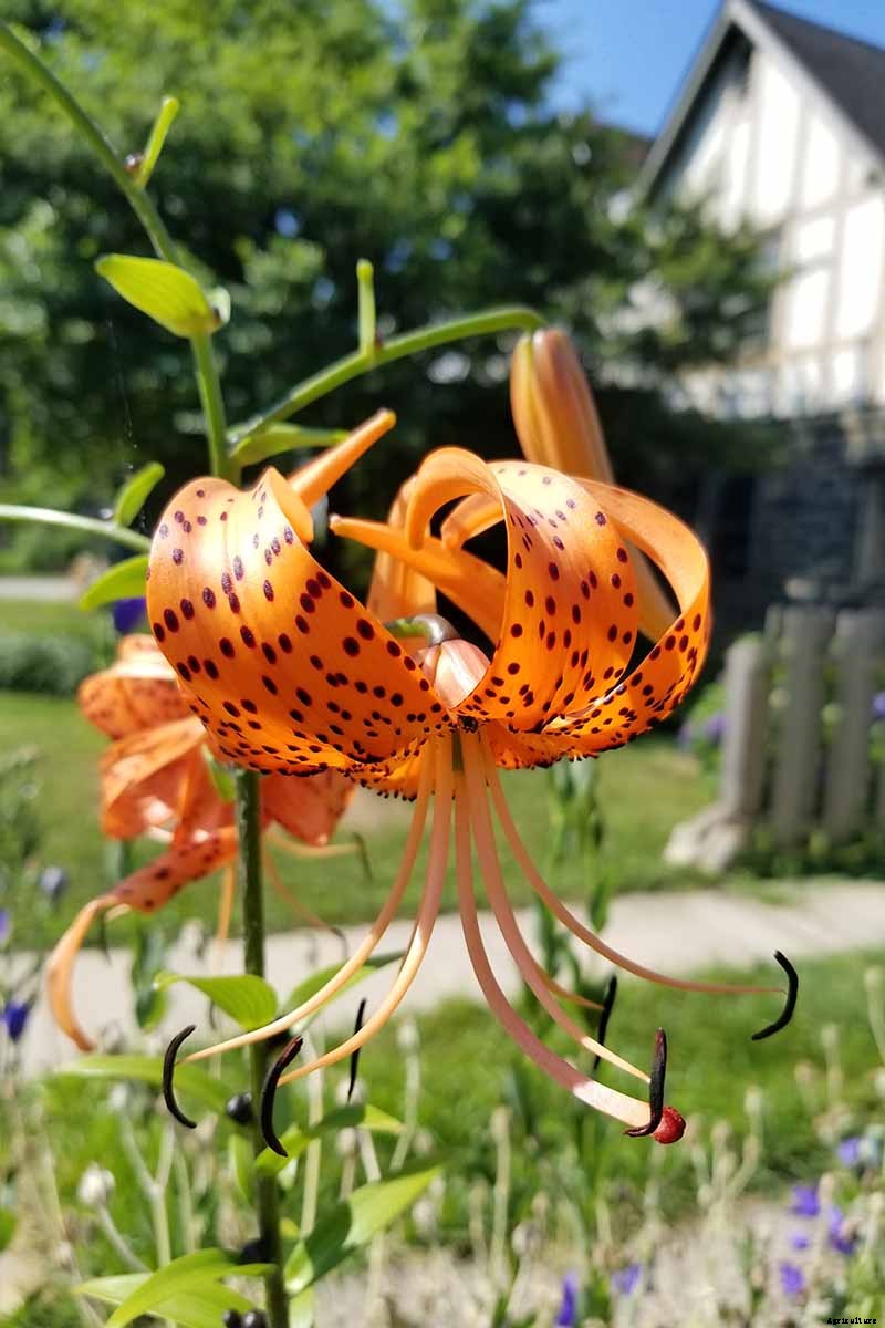 27 of the Best Lily Varieties with a Guide to Divisions