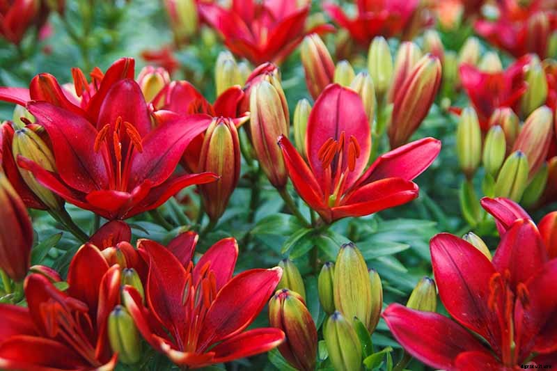 27 of the Best Lily Varieties with a Guide to Divisions
