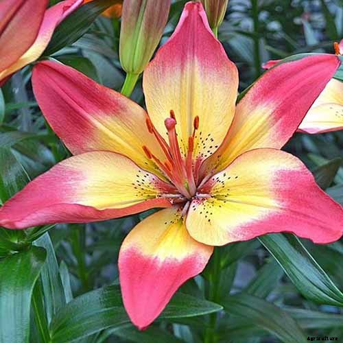 27 of the Best Lily Varieties with a Guide to Divisions