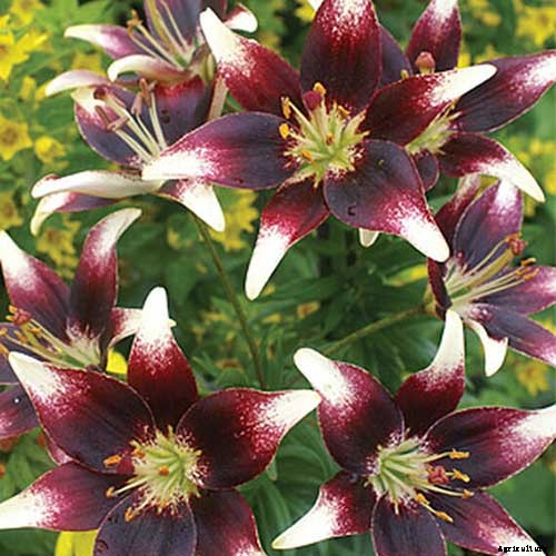 27 of the Best Lily Varieties with a Guide to Divisions