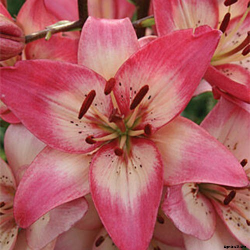 27 of the Best Lily Varieties with a Guide to Divisions