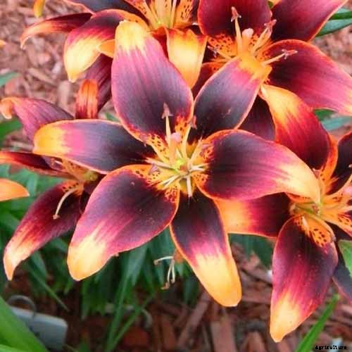 27 of the Best Lily Varieties with a Guide to Divisions
