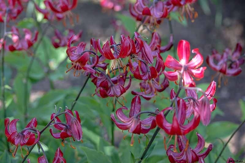 27 of the Best Lily Varieties with a Guide to Divisions