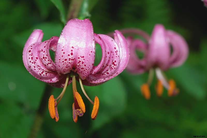 27 of the Best Lily Varieties with a Guide to Divisions