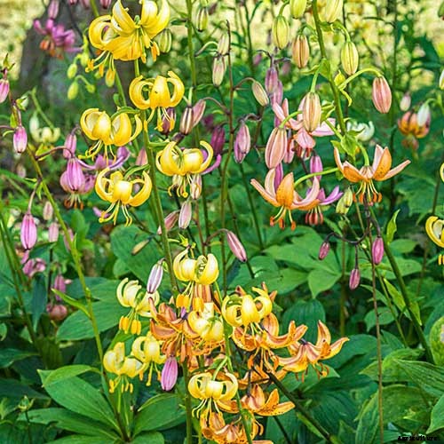 27 of the Best Lily Varieties with a Guide to Divisions