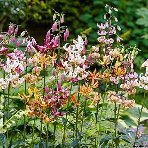 27 of the Best Lily Varieties with a Guide to Divisions