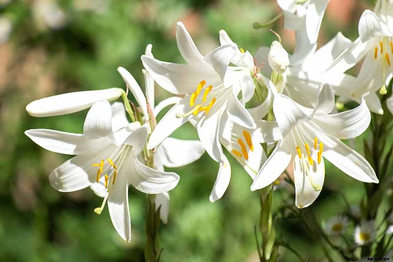 27 of the Best Lily Varieties with a Guide to Divisions