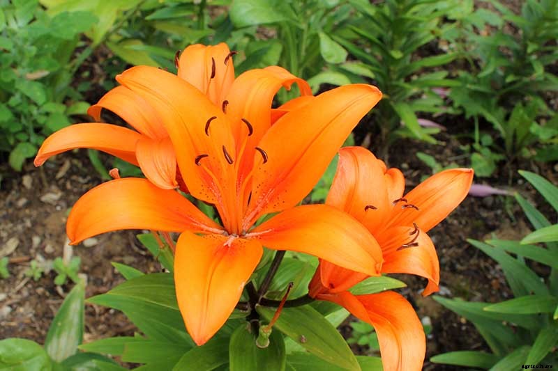 27 of the Best Lily Varieties with a Guide to Divisions