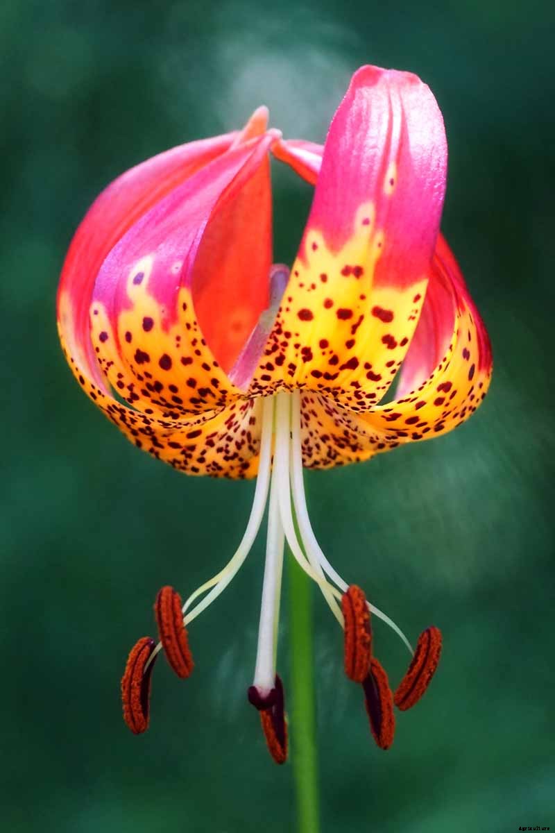 27 of the Best Lily Varieties with a Guide to Divisions