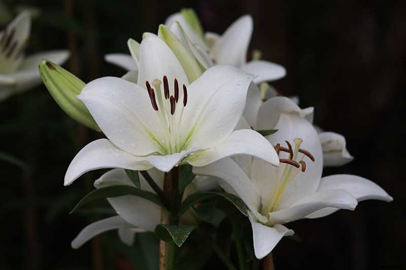 27 of the Best Lily Varieties with a Guide to Divisions