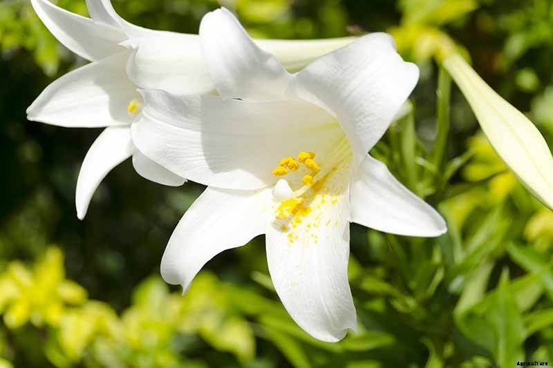 27 of the Best Lily Varieties with a Guide to Divisions