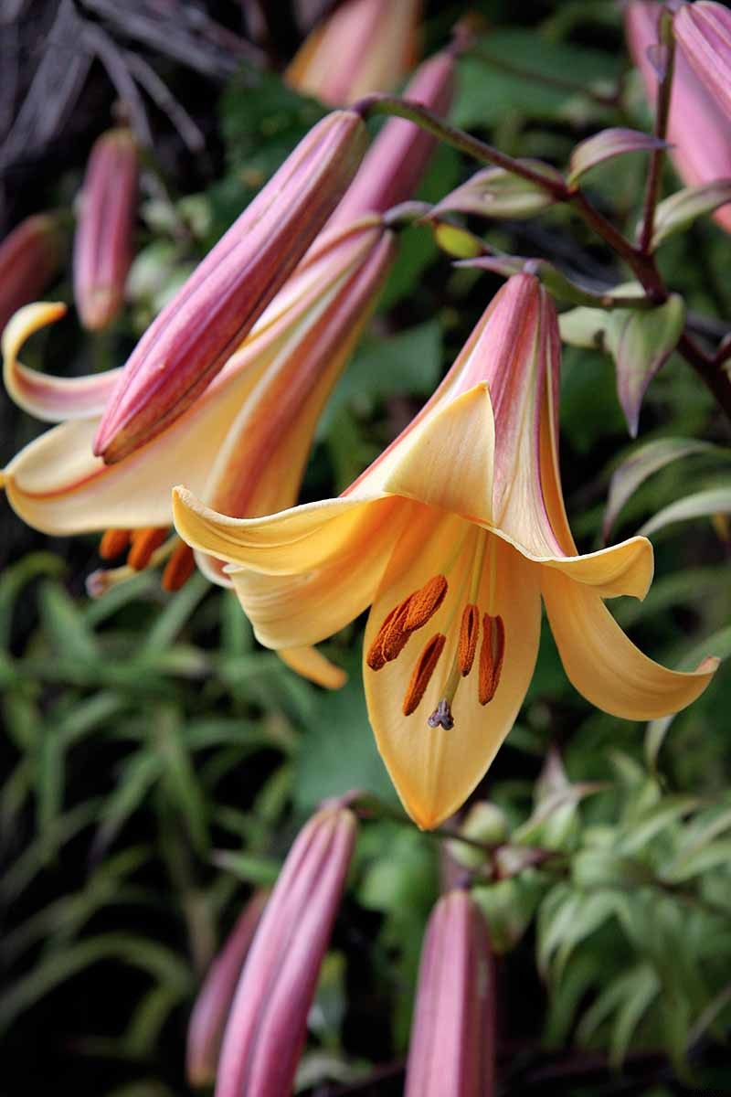 27 of the Best Lily Varieties with a Guide to Divisions