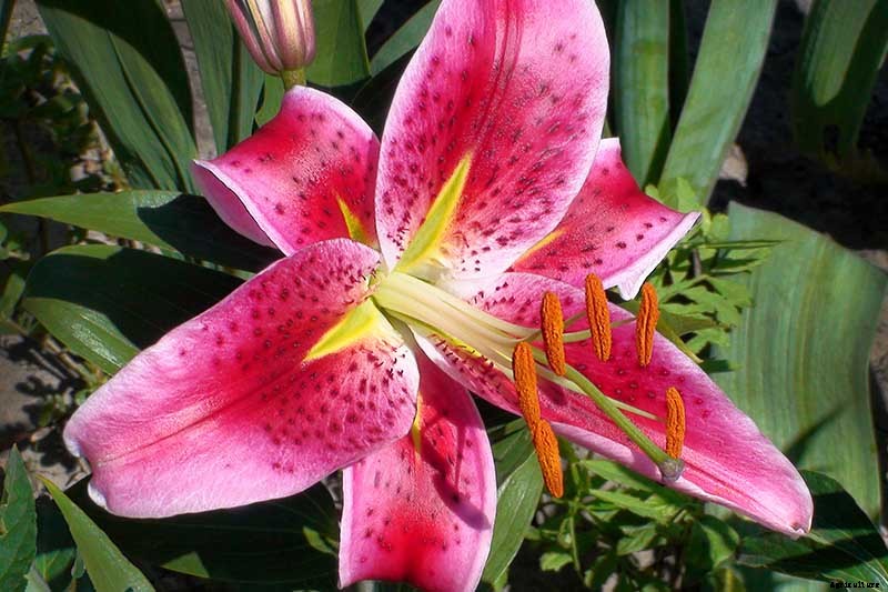 27 of the Best Lily Varieties with a Guide to Divisions