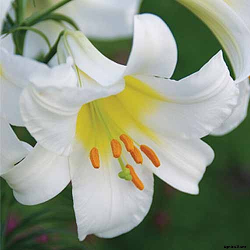 27 of the Best Lily Varieties with a Guide to Divisions