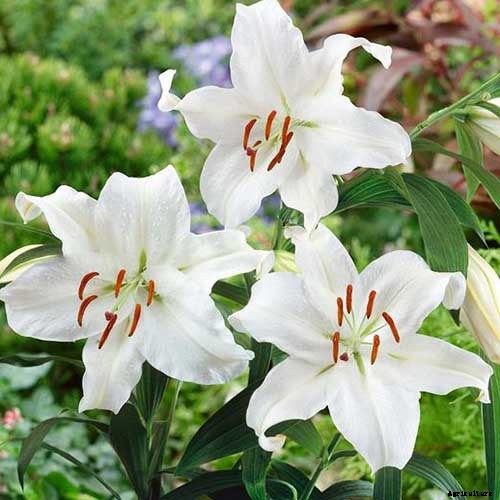 27 of the Best Lily Varieties with a Guide to Divisions