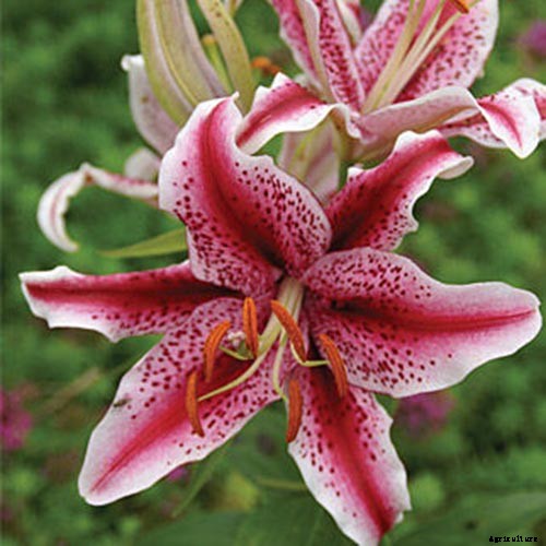 27 of the Best Lily Varieties with a Guide to Divisions