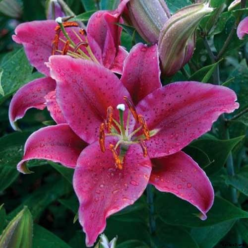 27 of the Best Lily Varieties with a Guide to Divisions