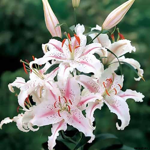 27 of the Best Lily Varieties with a Guide to Divisions