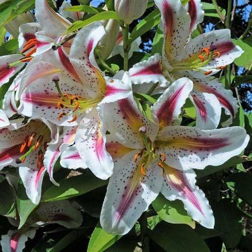 27 of the Best Lily Varieties with a Guide to Divisions