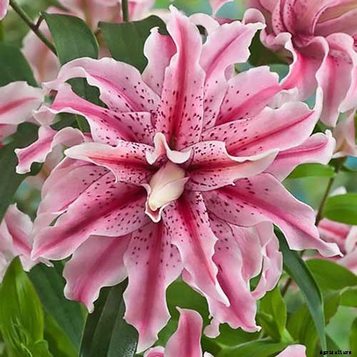 27 of the Best Lily Varieties with a Guide to Divisions