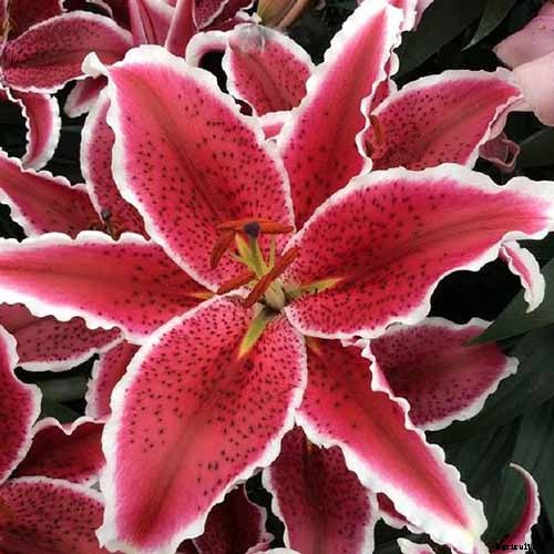 27 of the Best Lily Varieties with a Guide to Divisions