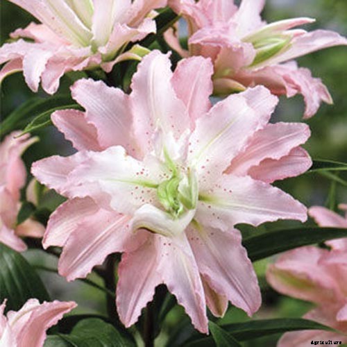 27 of the Best Lily Varieties with a Guide to Divisions