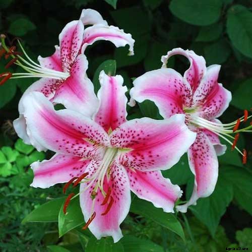 27 of the Best Lily Varieties with a Guide to Divisions