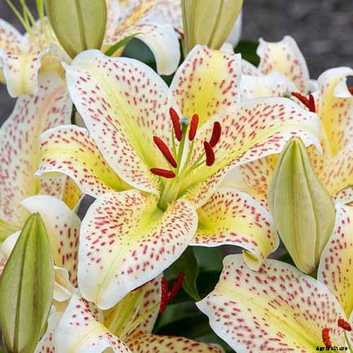27 of the Best Lily Varieties with a Guide to Divisions