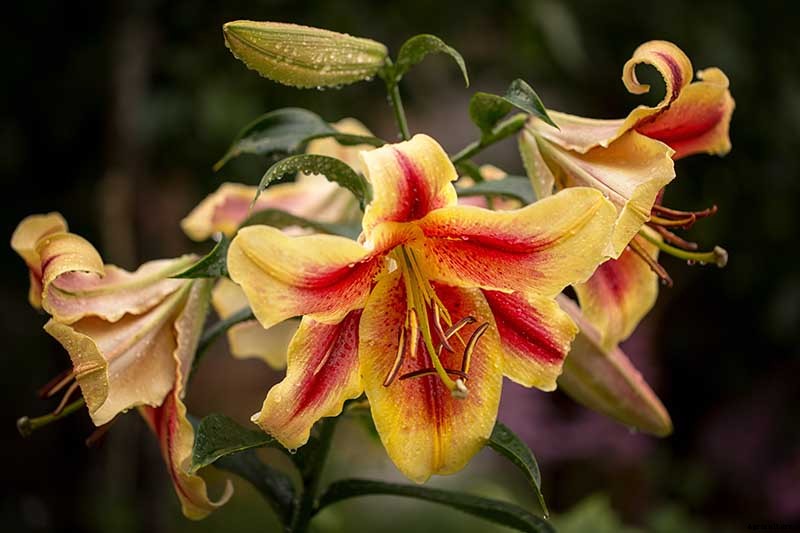27 of the Best Lily Varieties with a Guide to Divisions