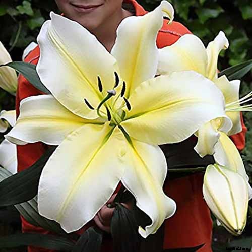 27 of the Best Lily Varieties with a Guide to Divisions