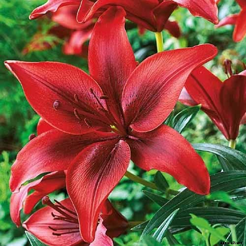 27 of the Best Lily Varieties with a Guide to Divisions