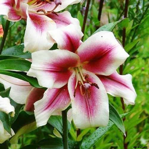 27 of the Best Lily Varieties with a Guide to Divisions