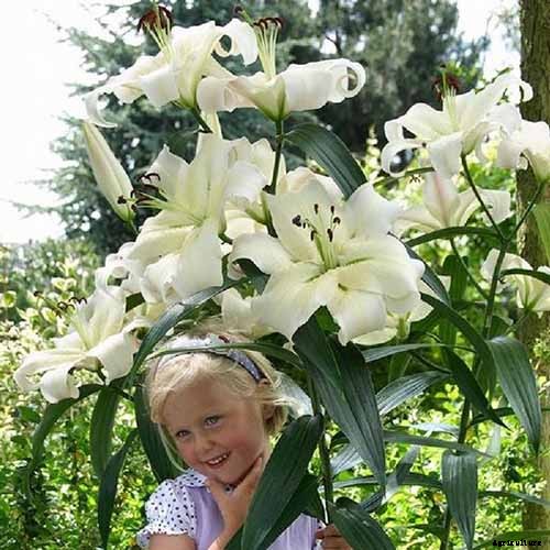 27 of the Best Lily Varieties with a Guide to Divisions