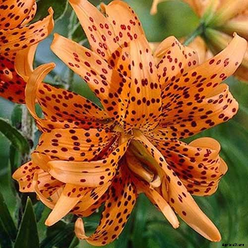 27 of the Best Lily Varieties with a Guide to Divisions
