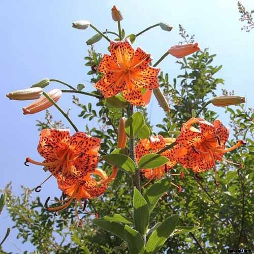 27 of the Best Lily Varieties with a Guide to Divisions